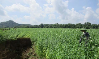 Thanh Hóa: Sạt lở đất nông nghiệp ven bờ sông Mã