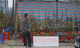 Treo biển 'đại hạ giá' đào, quất sớm