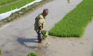 Rét đậm dưới 10 độ, người dân Thanh Hóa vẫn xuống đồng cấy lúa