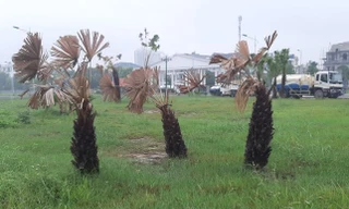 Bộ Công an yêu cầu Thanh Hóa cung cấp thông tin các dự án trồng, chăm sóc cây xanh