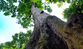 Cận cảnh lim xanh gần 700 tuổi được người dân coi là báu vật tâm linh ở Thanh Hóa