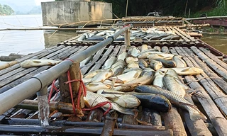 Cá chết bất thường trên sông Mã ở Thanh Hoá