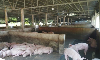 Trang trại lợn xả thải, gây bốc mùi nồng nặc