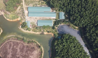 Vụ trại lợn xả thải hôi thối ở Thanh Hóa: Di chuyển toàn bộ đàn lợn đi nơi khác