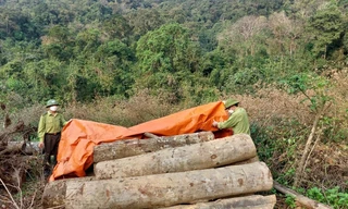 Thanh Hoá: Phê bình Giám đốc, các Phó Giám đốc vì để xảy ra khai thác gỗ trái phép