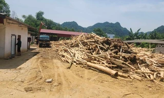 Xử lý nhiều vi phạm trong thu mua, chế biến gỗ keo ở Thanh Hoá