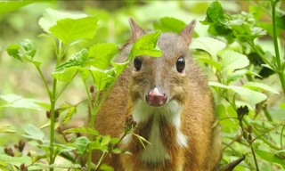 Phát hiện loài Cheo Cheo quý hiếm sống đơn độc giữa rừng già ở Thanh Hóa