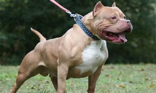 Nữ chủ nhà bị chó Pitbull cắn chết 