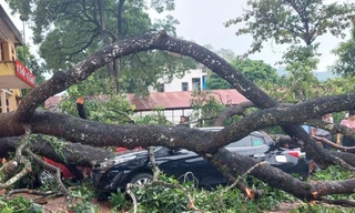 Mưa to, gãy cành xà cừ đè trúng 1 giáo viên, 4 ô tô bẹp rúm ở Thanh Hóa
