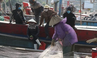Tàu thuyền dè dặt ra khơi, thủy hải sản khan hiếm, tăng giá
