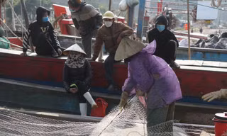 Tàu thuyền dè dặt ra khơi, thủy hải sản khan hiếm, tăng giá