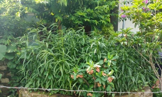 Phát hiện hộ dân mua hạt giống cần sa gieo trồng ở vườn nhà