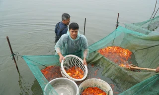 Tấp nập những mẻ lưới cá chép đỏ thu về hàng trăm triệu đồng ở Thanh Hóa