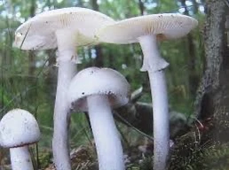 Hai vợ chồng tử vong do ăn nấm độc lấy trong rừng