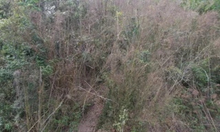 Nứa, vầu vùng biên Thanh Hóa chết khô