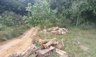 Truy tìm lâm tặc tàn phá rừng ở Thanh Hóa sau vụ phát hiện 3 tấn gỗ cắt khúc