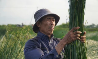 'Nắng chát' trên cánh đồng cói ở Nga Sơn