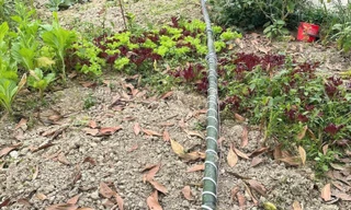 Dựng cây nêu đón Tết, một người bị điện giật tử vong ở Thanh Hóa