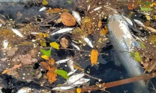 Thanh Hoá: Cá 'bơi ngửa bụng' vì nước thải của công ty chế biến lâm sản?