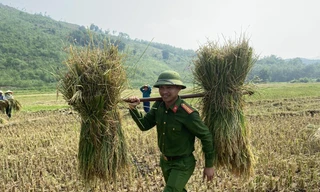 Hình ảnh đẹp chiến sỹ công an giúp dân gặt lúa ở Thanh Hoá
