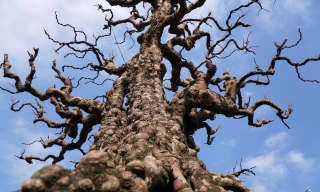 Cận cảnh cây khế sần sùi cao 4m, được 'nuôi' 20 năm có giá tiền tỷ