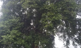 Cây thị cổ thụ hơn 300 tuổi ở Thanh Hóa được công nhận là Cây di sản Việt Nam