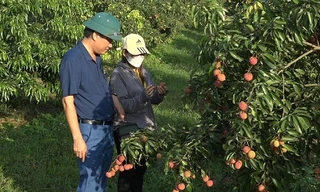 Thanh Hóa xuất 1 tấn vải thiều không hạt đầu tiên đi Anh, Nhật