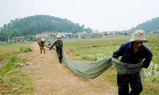 Săn châu chấu kiếm tiền triệu mỗi ngày
