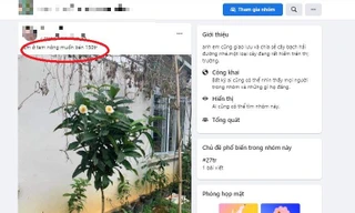 Chuyên gia nói về cơn sốt 'bạch hải đường': Đặt tên kêu, dựng kịch bản để thổi giá