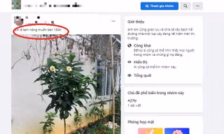 Chuyên gia nói về cơn sốt 'bạch hải đường': Đặt tên kêu, dựng kịch bản để thổi giá