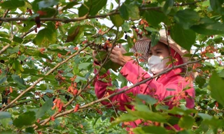 Dâu tằm vào vụ, chín đỏ vùng ven ngoại thành Hà Nội