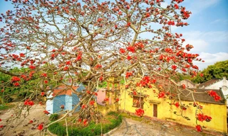 Choáng ngợp trước bộ ảnh hoa gạo đẹp đến nao lòng trên miền quê Thái Bình