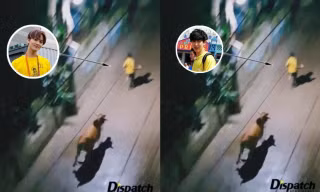 Nguyên dàn idol bị bò đuổi, thực hư meme "tấu hài" đang viral khắp fandom K-Pop này là gì?