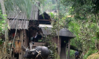 Bà con dùng trâu kéo gỗ từ rừng ra bản