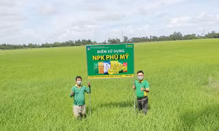 PVFCCo thường xuyên xây dựng các mô hình hướng dẫn bà con nông dân sử dụng phân bón an toàn, cân đối, hiệu quả