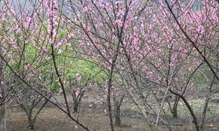 Theo Bộ NN&PTNT, tuỳ điều kiện cụ thể từng địa phương, trước mắt có thể áp dụng biện pháp xác nhận nguồn gốc, xuất xứ phù hợp, nhưng không tạo thêm thủ tục hành chính, ánh tắc sản xuất, tiêu thụ sản phẩm hợp pháp.