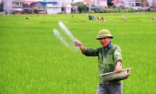 Giá phân bón thế giới tăng mạnh sẽ tác động rất lớn, đẩy giá trong nước tăng theo trong thời gian tới, tạo áp lực với lên sản xuất nông nghiệp.