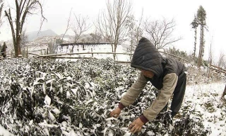 Đợt rét đậm rét hại có khả năng gây băng giá, mưa tuyết ở các tỉnh vùng cao ở phía Bắc