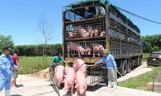 Lãnh đạo Cục chăn nuôi cảnh báo có hiện tượng nhập lợn sống từ Thái Lan về rồi xuất qua Trung Quốc để hưởng chênh lệch giá.