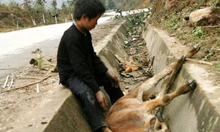 Trên 12.000 trâu bò chết rét