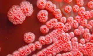 Ảnh minh họa: Internet