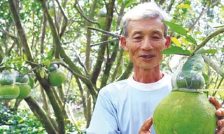 Ông Võ Hồng Quốc với bưởi hồ lô