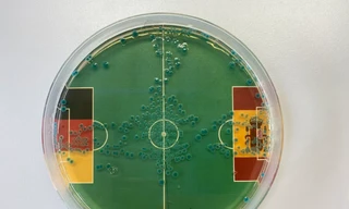 Dự đoán đúng 100% số trận của Đức tại EURO 2024 nhờ... vi khuẩn