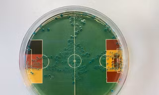 Dự đoán đúng 100% số trận của Đức tại EURO 2024 nhờ... vi khuẩn