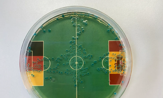 Dự đoán đúng 100% số trận của Đức tại EURO 2024 nhờ... vi khuẩn