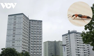 Kiến ba khoang lại 'tấn công' chung cư cao tầng ở TPHCM