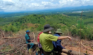 Khu vực rừng phòng tại tiểu khu 571 bị khai thác trái phép