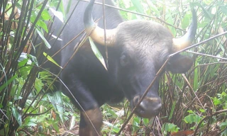 Bò tót nằm trong sách đỏ được bẫy ảnh của Vườn quốc gia Chư Mom Ray ghi lại