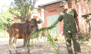 Người dân được thụ hưởng ý kiến chỉ nhận được bê con.