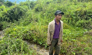 Vườn của ông A Bình có khoảng 600 cây keo hơn 3 năm tuổi bị chết do ngập nước